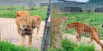 La Fundación Black Jaguar-White Tiger es un lugar clandestino, no tenía permiso para tener a estos animales: Ernesto Zazueta