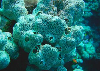 Biólogo descubre en esponjas marinas fármacos contra alzheimer y la COVID-19