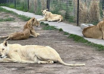 Felinos y primates desnutridos y lastimados llegan al Zoológico de Chapultepec
