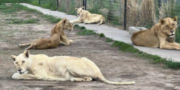 Felinos y primates desnutridos y lastimados llegan al Zoológico de Chapultepec