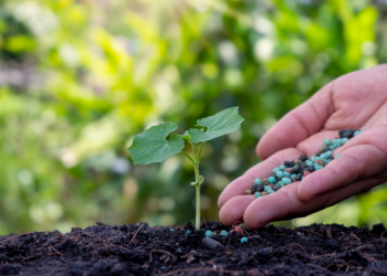 Programa para incentivar la compra de fertilizantes es importante para evitar la reducción de cosechas y el impacto en los precios para el consumidor: Elizondo