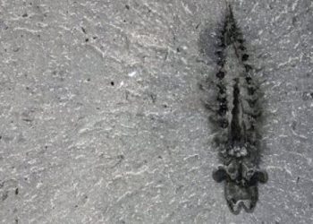 Fósiles de 500 millones de años replantean la evolución de los insectos y arañas