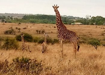 Nacen jirafas gemelas en parque nacional de Kenia
