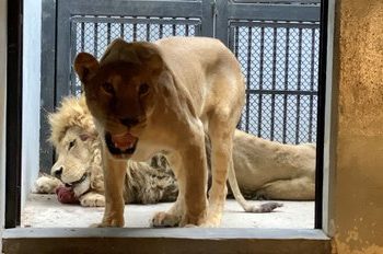 Llegan a Zoológico de Chapultepec dos leonas, un león y una tigresa rescatados de refugio