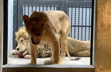 Llegan a Zoológico de Chapultepec dos leonas, un león y una tigresa  rescatados de refugio - Enfoque Noticias