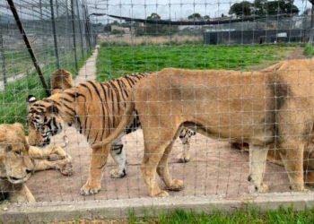 Reubican a otros 5 grandes felinos del santuario Black Jaguar-White Tiger