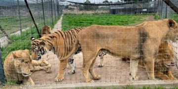 Reubican a otros 5 grandes felinos del santuario Black Jaguar-White Tiger