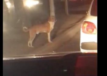 Adoptan a lomito durante semáforo en Ixtapaluca