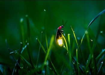 El Bosque de Tlalpan será sede del Segundo Festival de Luciérnagas