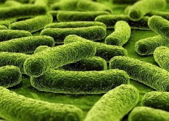 Ghana declara su primer brote de la enfermedad por el virus de Marburgo