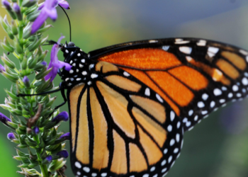 La Mariposa Monarca entra a la lista roja de especies en peligro de extinción