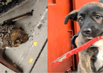 Rescatan a murciélago y perrito en el Metro de la CDMX