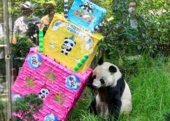 Muere Shuan Shuan una de las pandas del Zoológico de Chapultepec