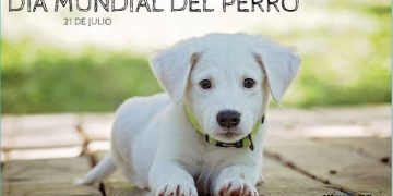 ¡Es el Día Mundial del Perro! Celebramos a los peluditos