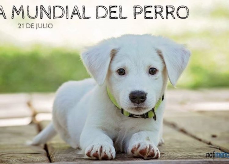 17/07/2019 Día Mundial del Perro
IBEROAMÉRICA SOCIEDAD
NOTIMÉRICA