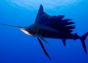 Un pez vela salta del agua y apuñala a una mujer en Florida