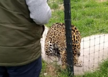 Se atiende denuncia por maltrato de fauna silvestre en Ajusco, Tlalpan: PROFEPA