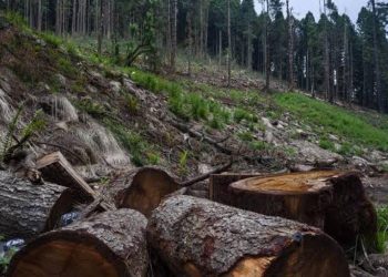 Crimen organizado ha talado entre tres mil y cuatro mil hectáreas de bosques en CDMX