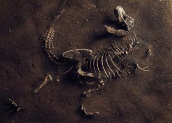 En Argentina una nueva especie de dinosaurio fue descubierta