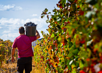 Pilar Meré: inicio de las Fiestas de la Vendimia