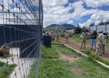 Trasladan a Parque Ecológico Zacango a 5 grandes felinos de Black Jaguar-White Tiger