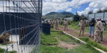 Trasladan a Parque Ecológico Zacango a 5 grandes felinos de Black Jaguar-White Tiger