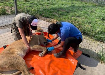 Ha sido muy desagradable y difícil el diálogo con PROFEPA en el caso Black Jaguar White Tiger: Zazueta