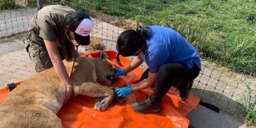 Ha sido muy desagradable y difícil el diálogo con PROFEPA en el caso Black Jaguar White Tiger: Zazueta