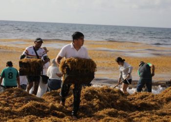 En Cancún, exitosa jornada “Todos contra el sargazo”