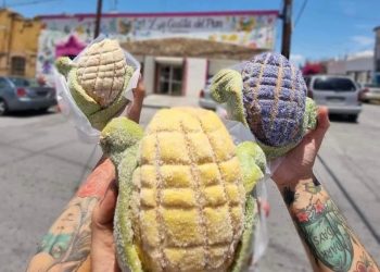 ¡Quiero mi conchelote! Aquí te contamos dónde encontrarlas