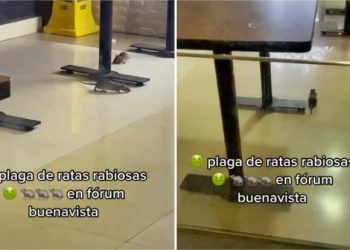 Denuncian en redes sociales plaga de ratas en restaurante de plaza comercial