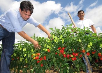 Apoya INIFAP a productores mexicanos para generar alimentos sustentables y de calidad