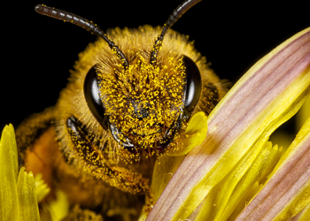 Día Nacional de las Abejas