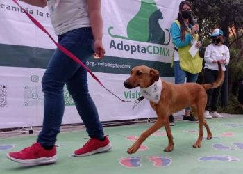 Este fin de semana habrá pasarela de adopción