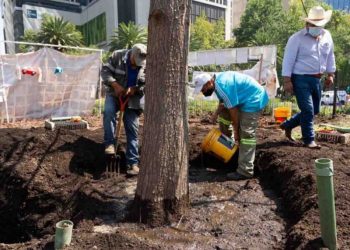 Chocovitaminan al Ahuehuete de Reforma para que crezca frondoso y fortachón