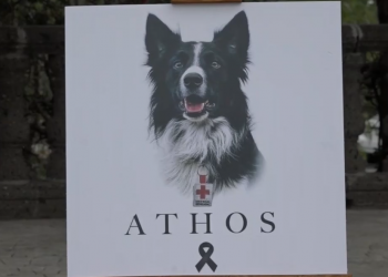 El primer juicio penal por maltrato animal hace historia en México