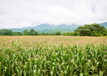 Urge rediseño presupuestal al campo pues se agudizó atraso y marginación y propició déficit alimentario de casi el 50%: CAP