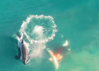 Por primera vez, logran captar el momento en que orcas cazan a un tiburón blanco