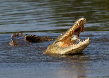 Estable menor atacada por cocodrilo en Altamira, Tamaulipas