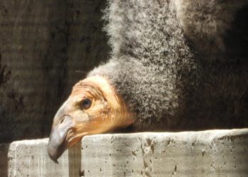 Sedema invita a poner nombre a dos crías de Cóndor de California