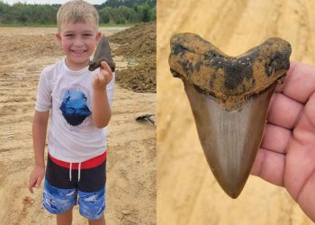 Imagínate encontrar un diente de tiburón extinto hace millones de años, eso le paso a este niño