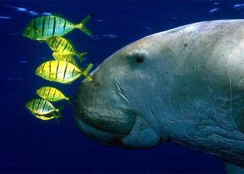 Declaran a el dugongo en peligro de extinción, te contamos