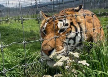 El zoológico de Tamaulipas rescató a 6 ejemplares del  Santuario Black Jaguar-White Tiger 