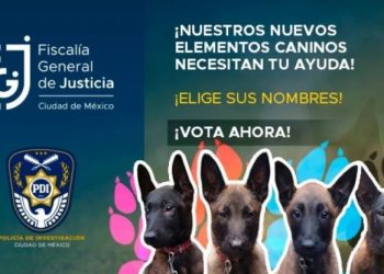 Fiscalía Capitalina lanza convocatoria para nombrar a cuatro cachorros que se sumarán a la policía de investigación