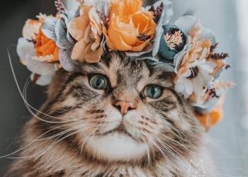 Día Internacional del Gato