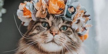 Día Internacional del Gato