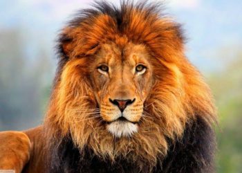 Hoy celebramos al Rey de la Selva