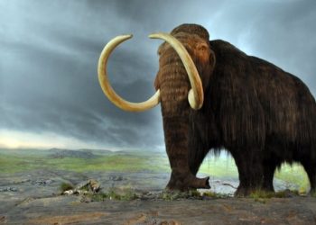 En Japón, científicos reavivan células de un mamut