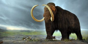 En Japón, científicos reavivan células de un mamut