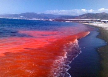 Se registra recale de pulpos y peces en costas de Yucatán por marea roja